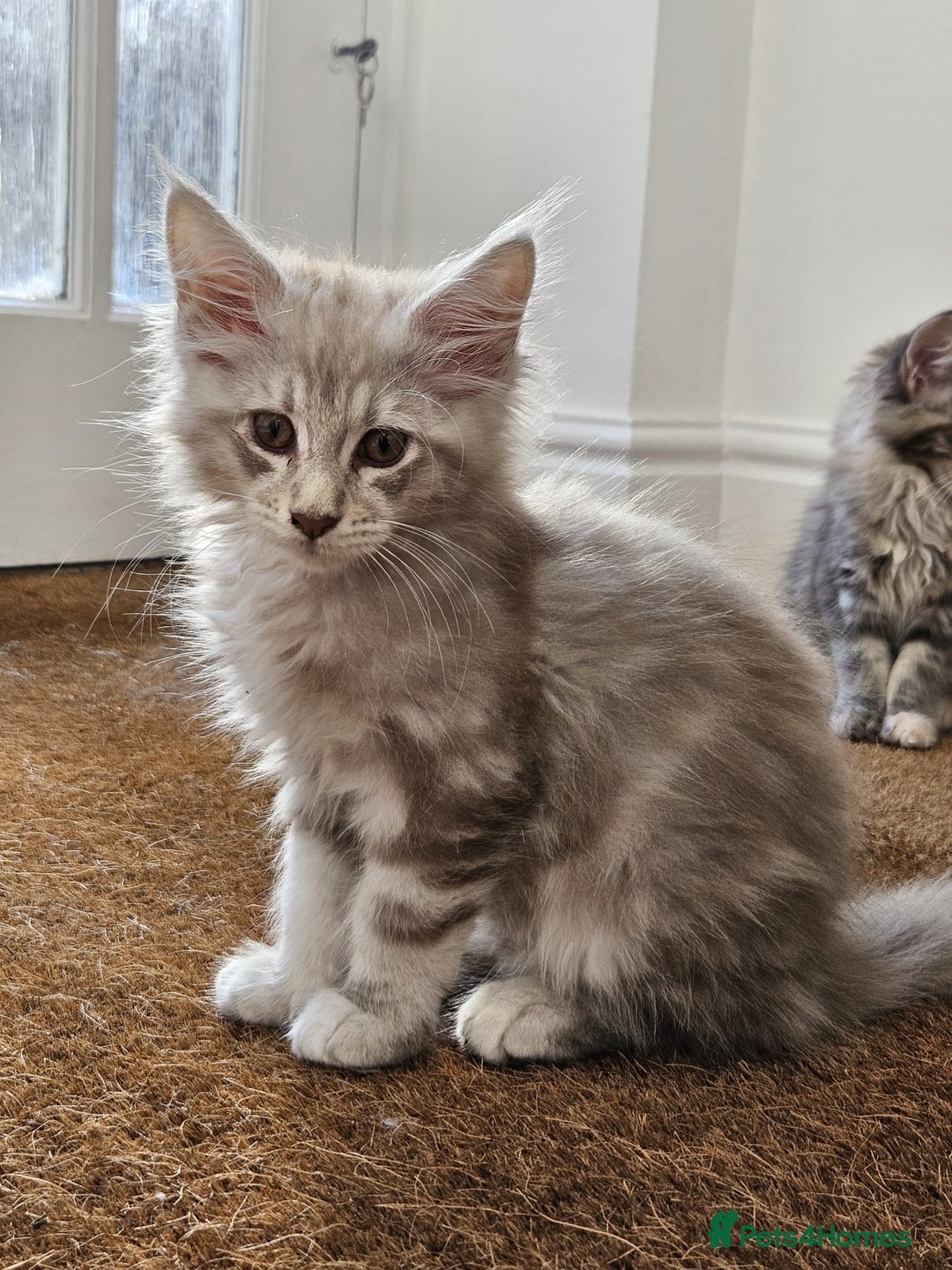 Maine Coon cats for sale: XL Maine Coon kittens - Image 7