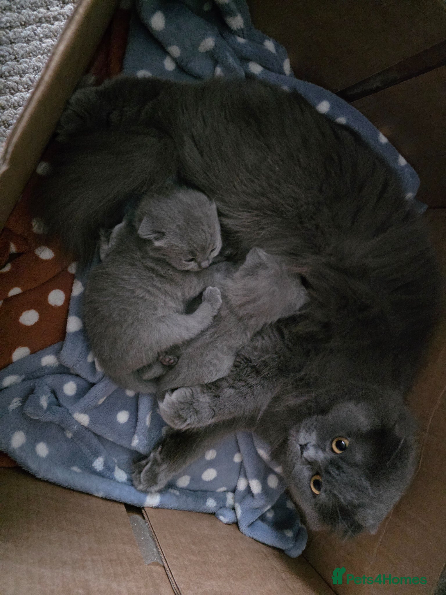 Scottish Fold cats Blue Scottish fold  - Advert 2