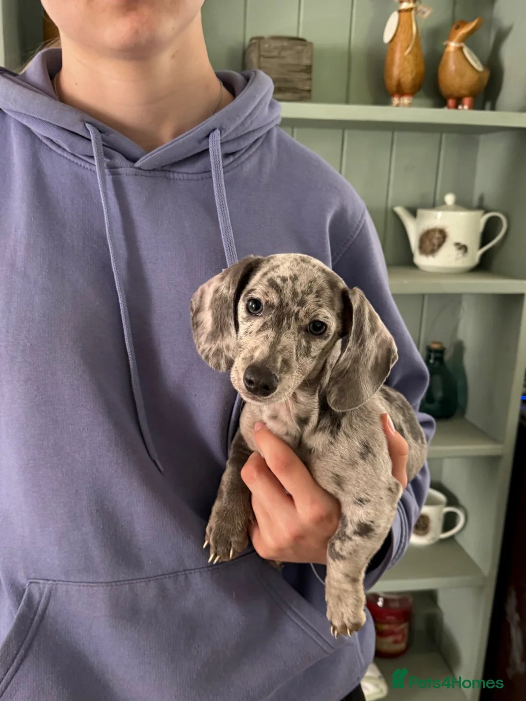 Miniature Dachshund dogs for sale: Miniature dachshund puppies  - Advert 1