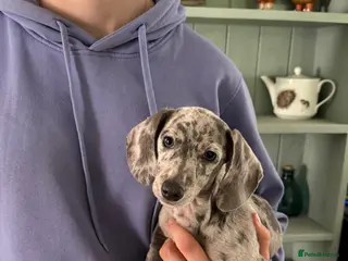 Miniature Dachshund dogs Miniature dachshund puppies - Advert 9