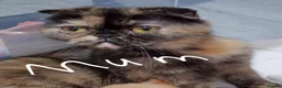 Scottish Fold cats for sale: Beautiful Double fold - Advert 6