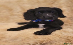 Cocker Spaniel dogs for sale: W/CS puppies - Image 6