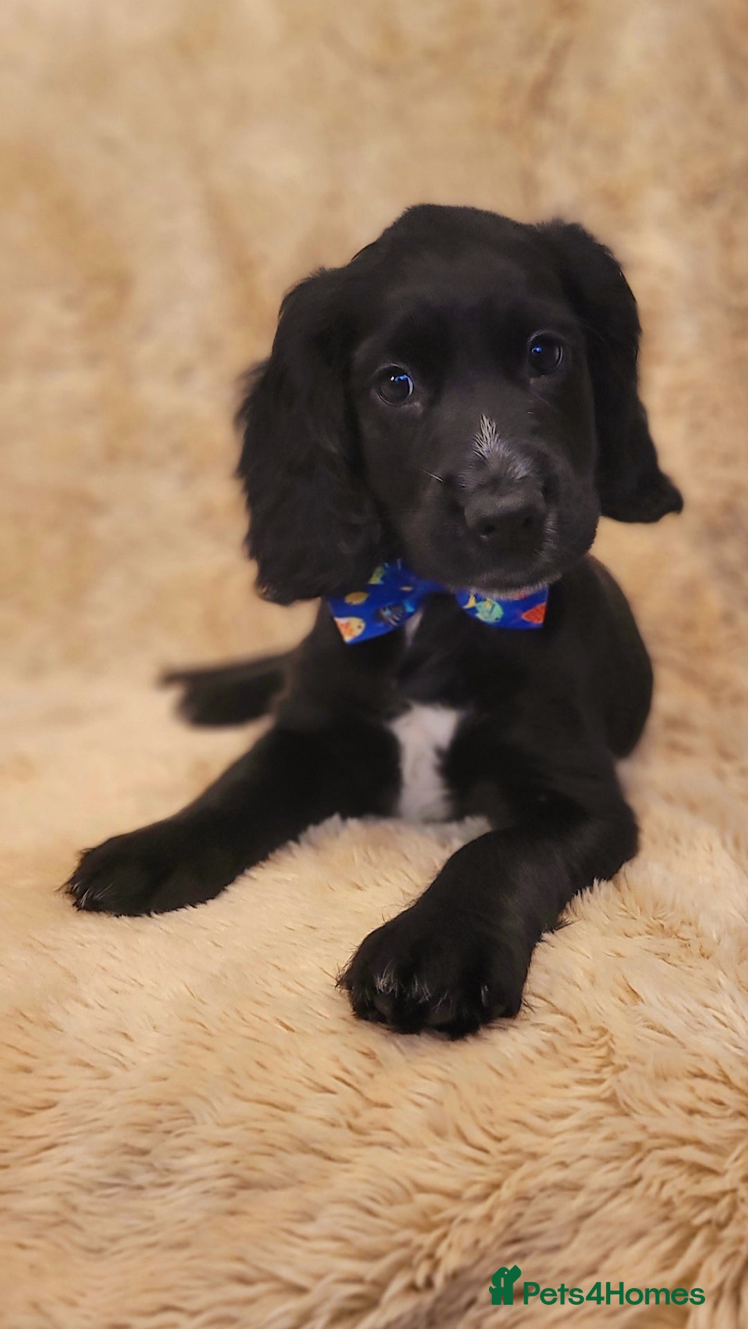 Cocker Spaniel dogs for sale: W/CS puppies - Image 6