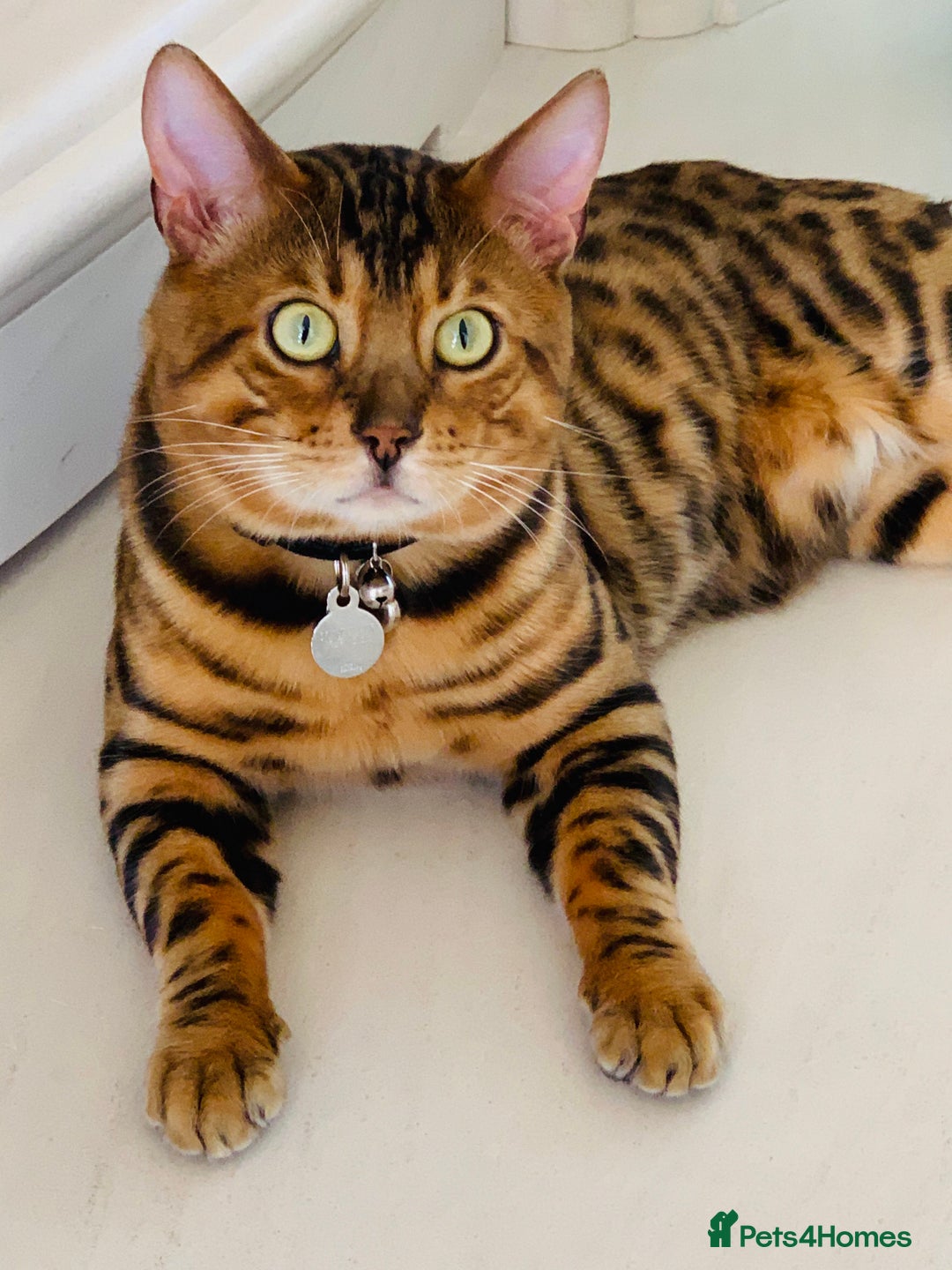 Bengal cats for sale: High Quality Rosetted Pure Breed Bengal in Chigwell - Image 8