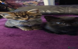 British Shorthair cats for sale: British shorthair/black ghost tabbys - Image 1