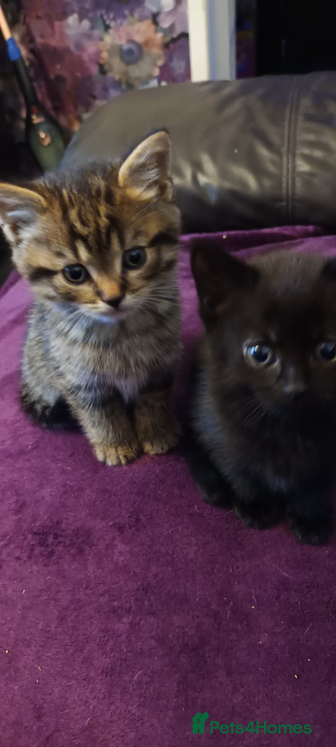 British Shorthair cats for sale: British shorthair/black ghost tabbys - Image 1