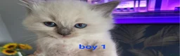 Ragamese cats for sale: Ragamese kittens 1 male Left.  - Advert 11