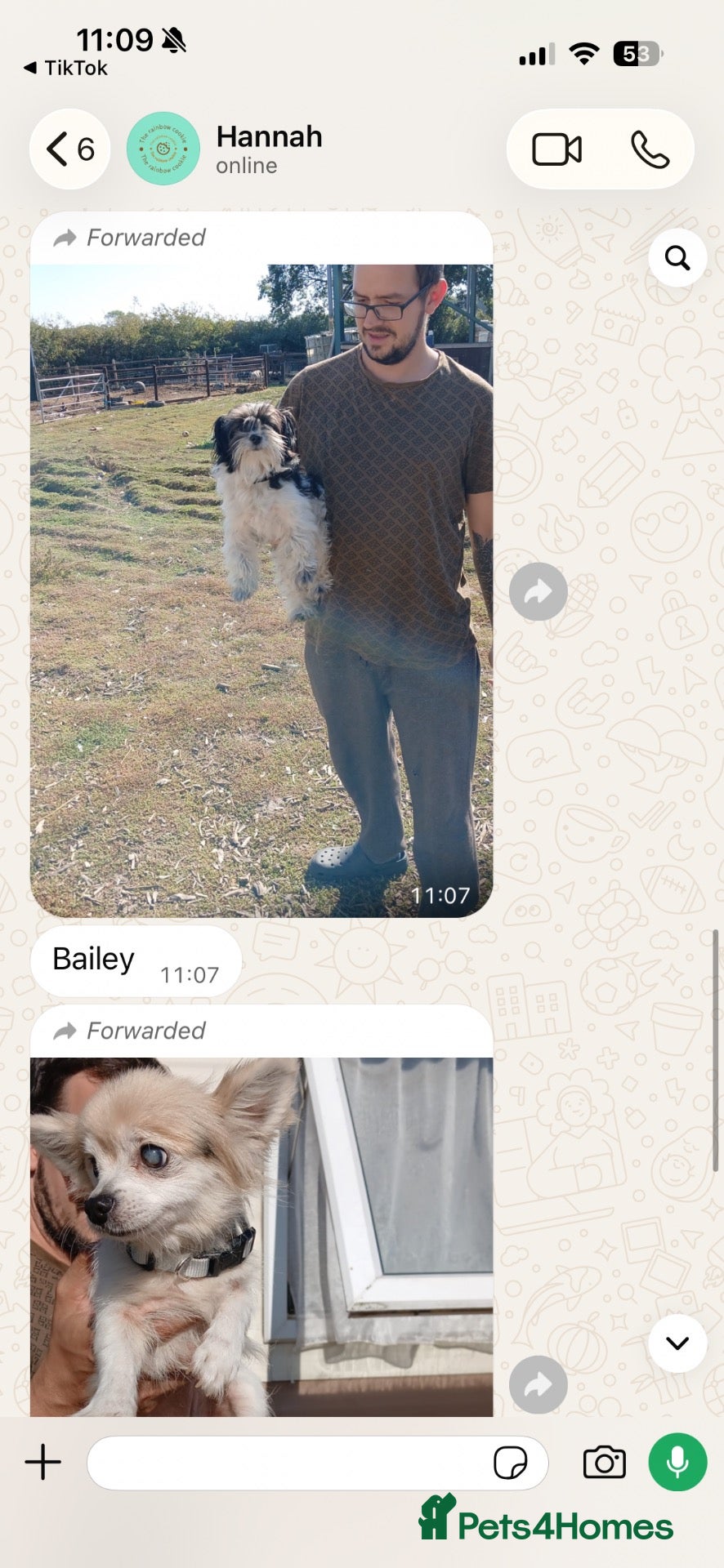 Jackapoo dogs Bailey  - Advert 1