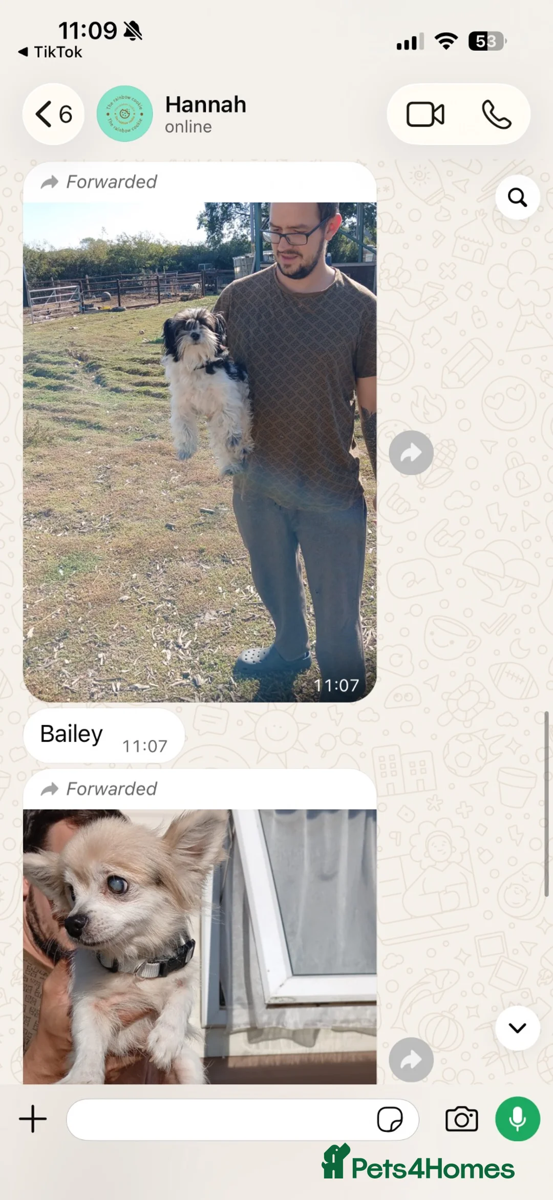 Jackapoo dogs for sale: Bailey  - Advert 1