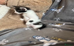 Mixed Breed cats for sale: Kittens  - Image 13