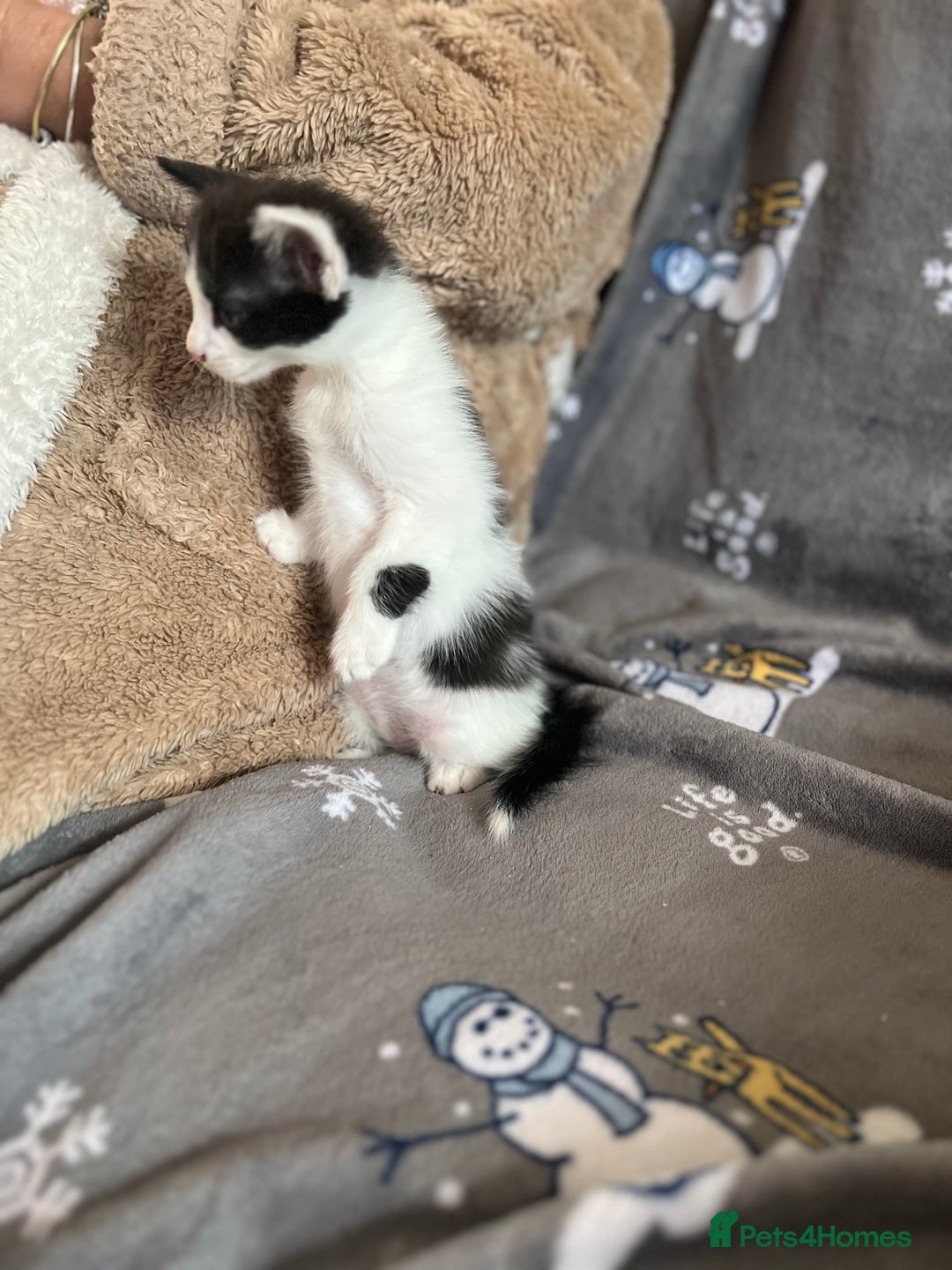 Mixed Breed cats for sale: Kittens  - Image 13