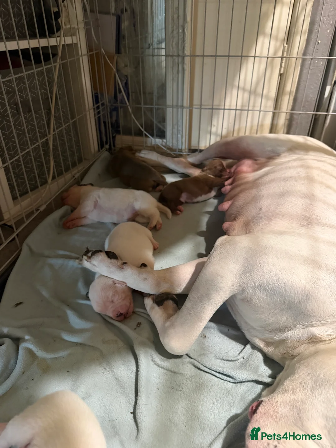 Mixed Breed dogs for sale: 6 gorgeous American X French Bulldogs for sale - Advert 2