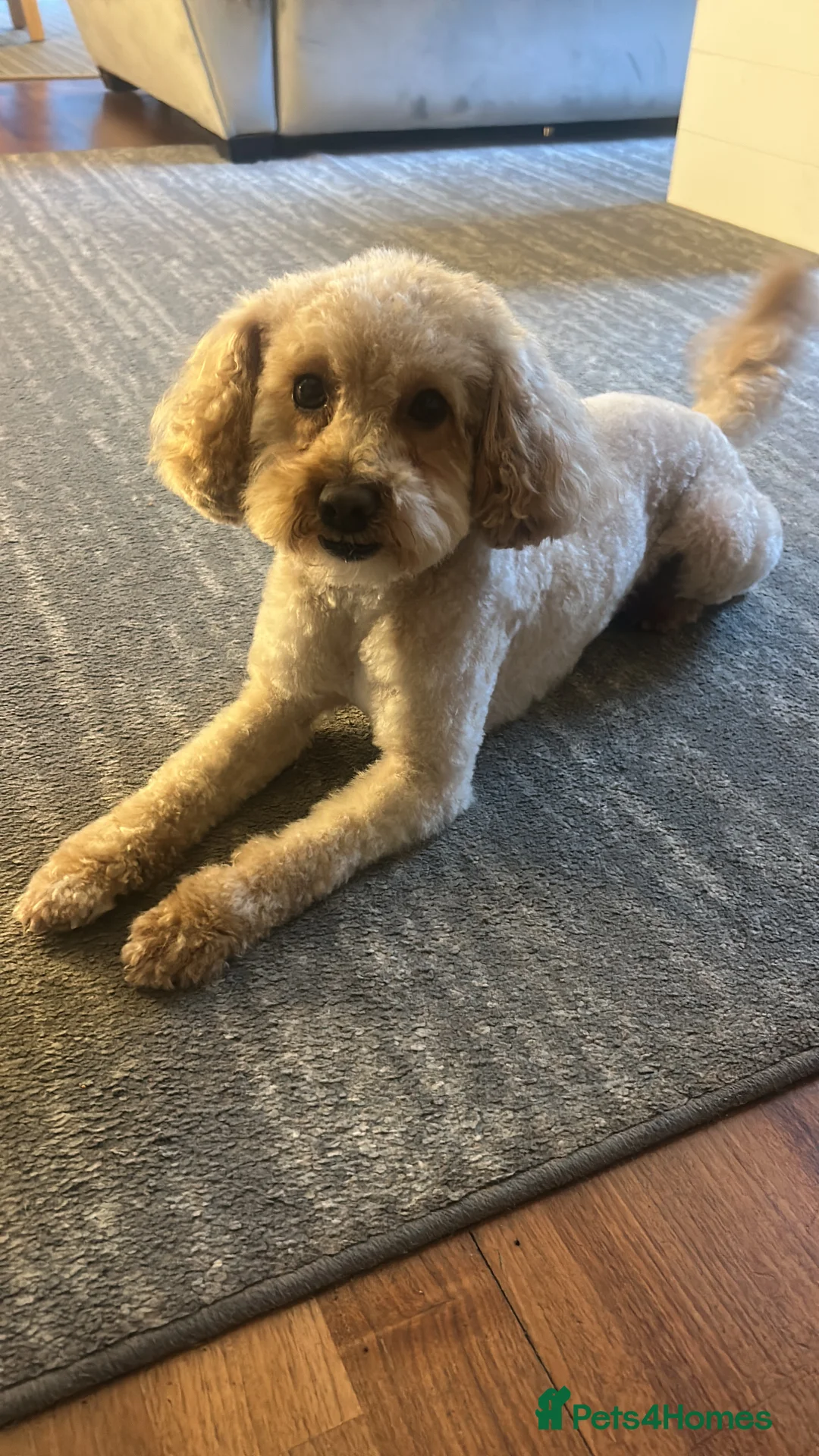 Shihpoo dogs for stud: Small Shihpoo male available for stud  in Woking - Advert 2