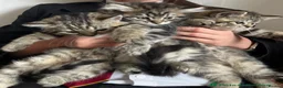 Persian cats for sale: Beautiful Persian X kittens for sale  - Advert 22