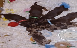 Miniature Dachshund dogs for sale: Chocolate Tan boy left - Image 5