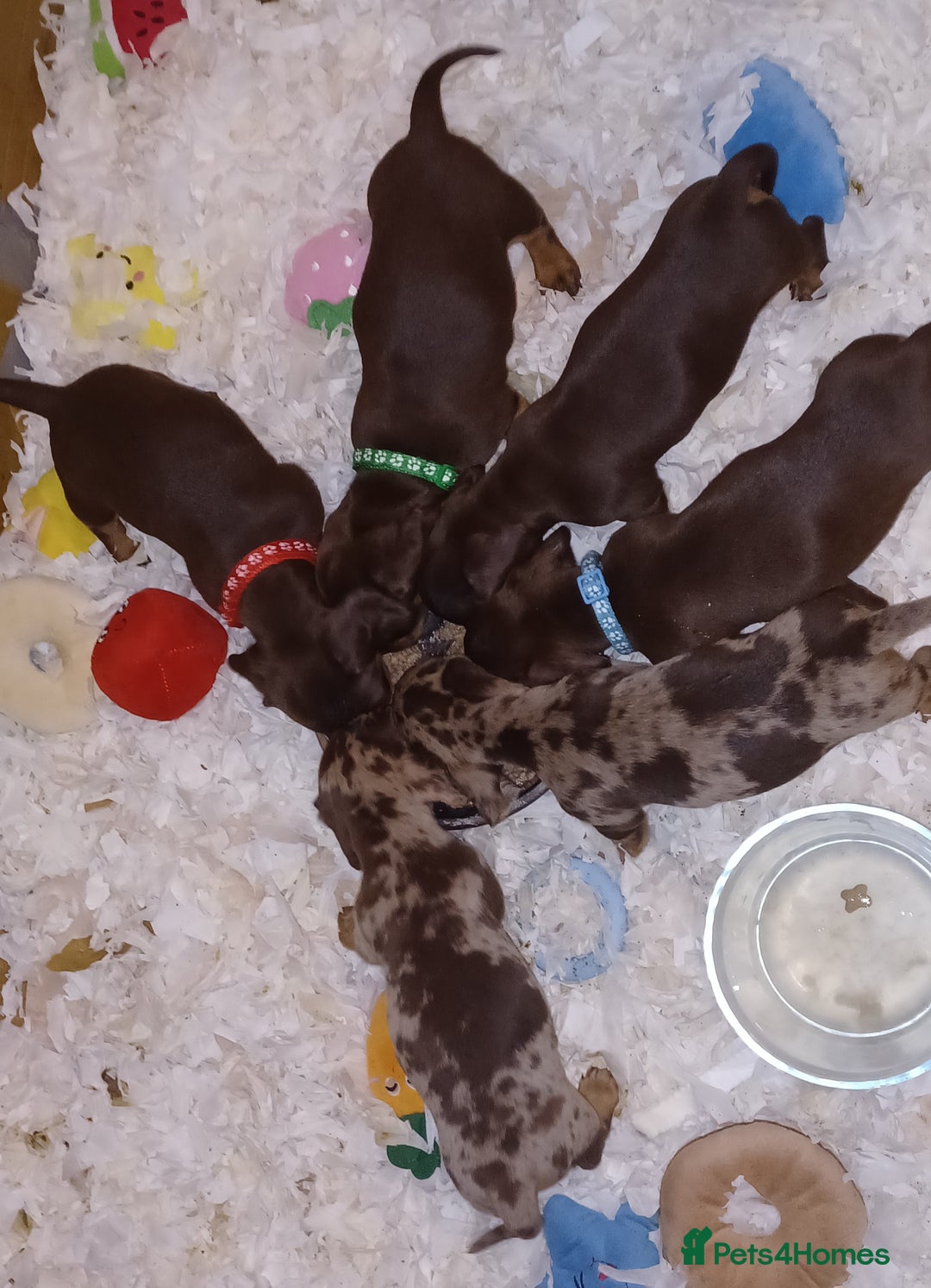 Miniature Dachshund dogs for sale: Chocolate Tan boy left - Image 5