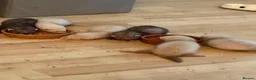 Ferret rodents for sale: 5 ferrets for sale  - Advert 2