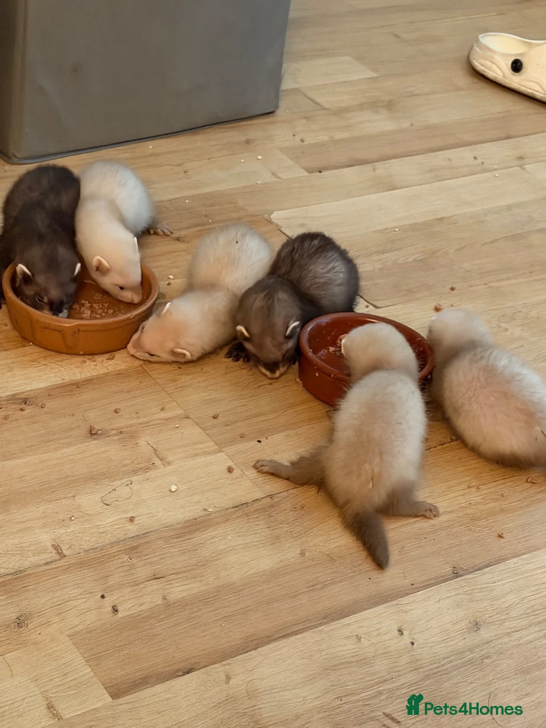 Ferret rodents for sale: 5 ferrets for sale  - Advert 2