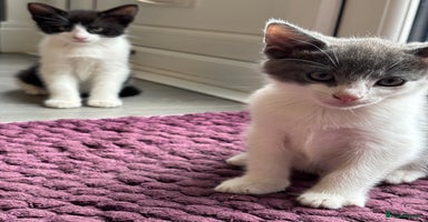 Domestic Shorthair cats - Advert 1