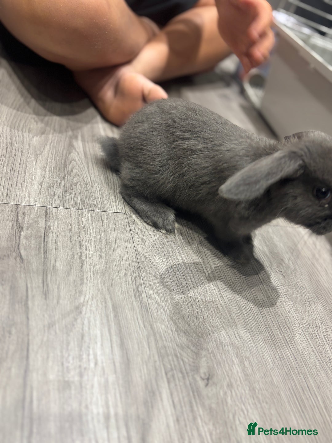 Mini Lop rabbits for sale: Smokey the mini lop!  - Image 2