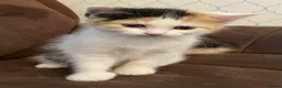 Mixed Breed cats for sale: Litter of 4 beautiful kittens  - Advert 4