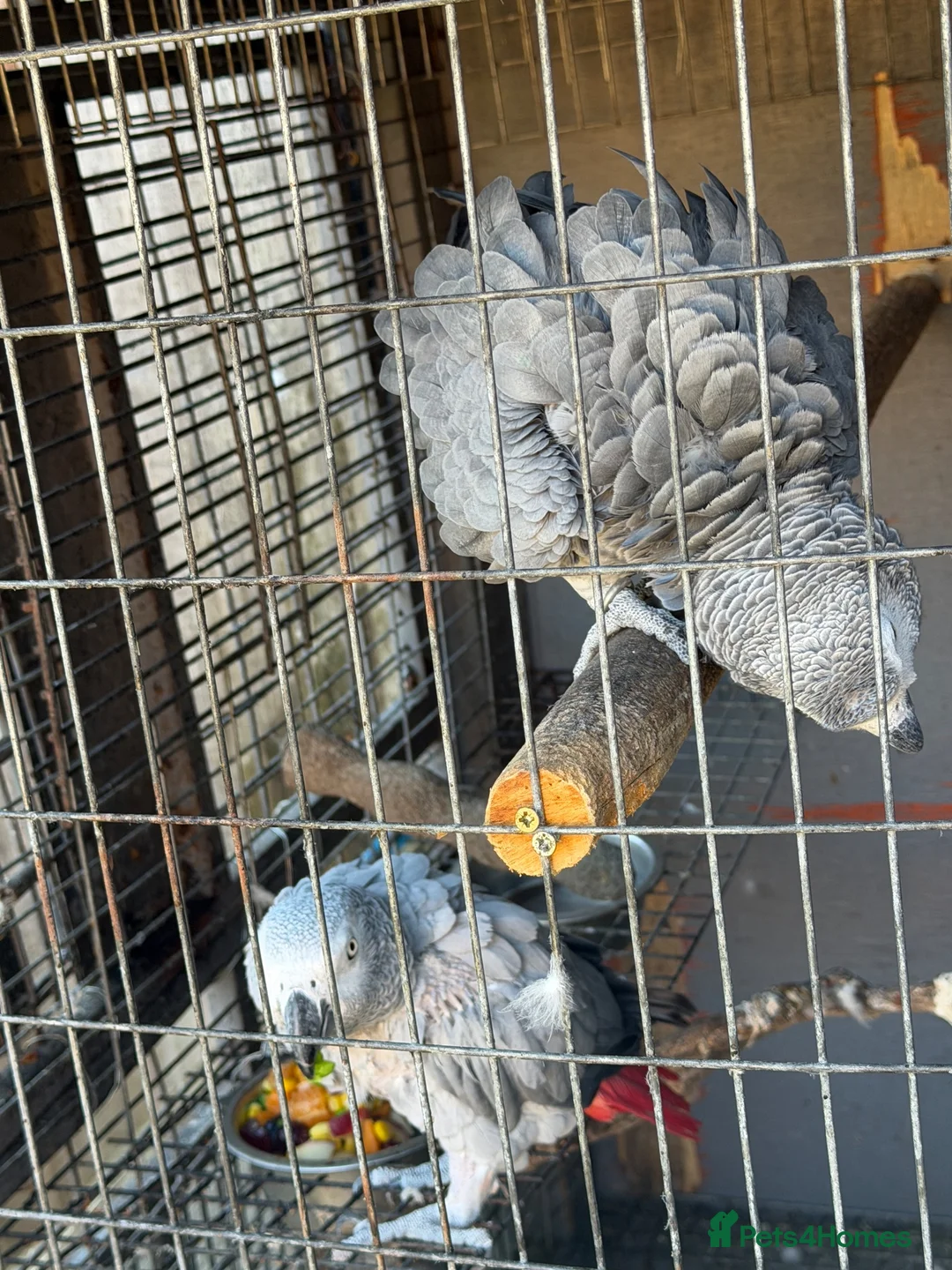 Parrots birds for sale: Breeding pair African greys - Advert 1