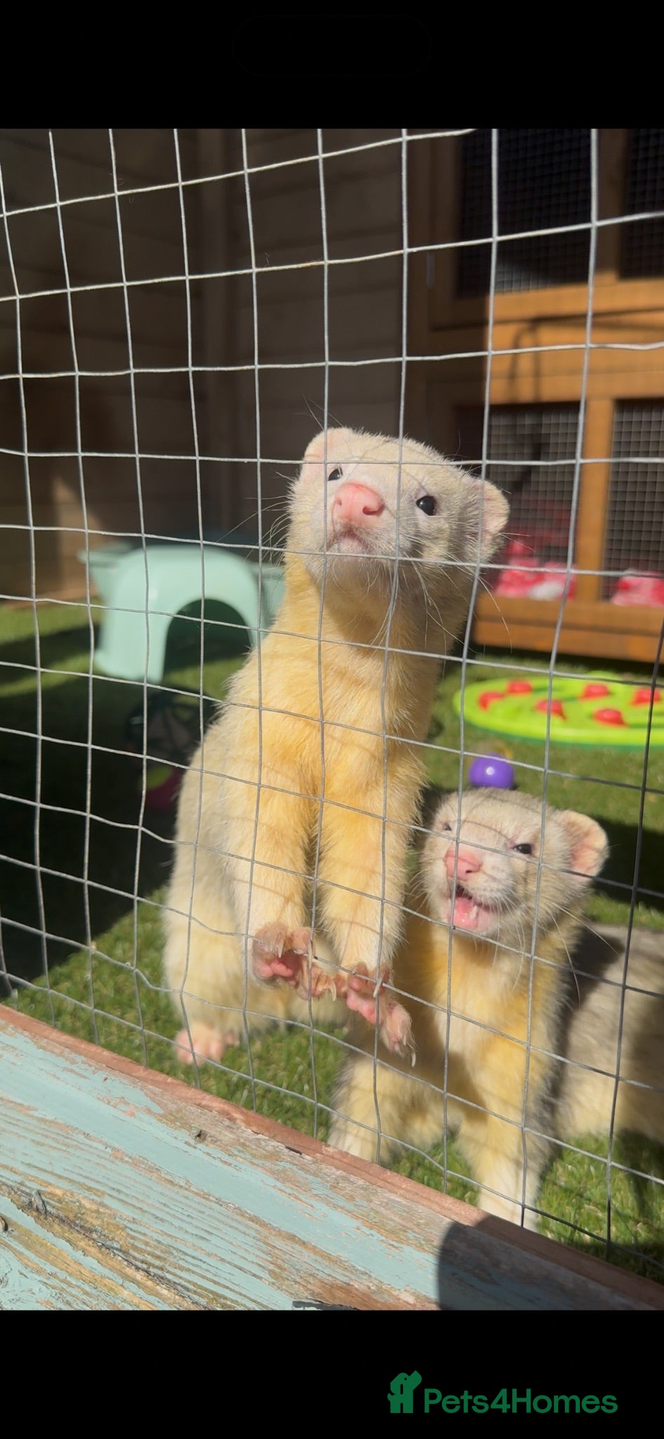 Ferret rodents Ferret Kits Due Soon - Advert 4