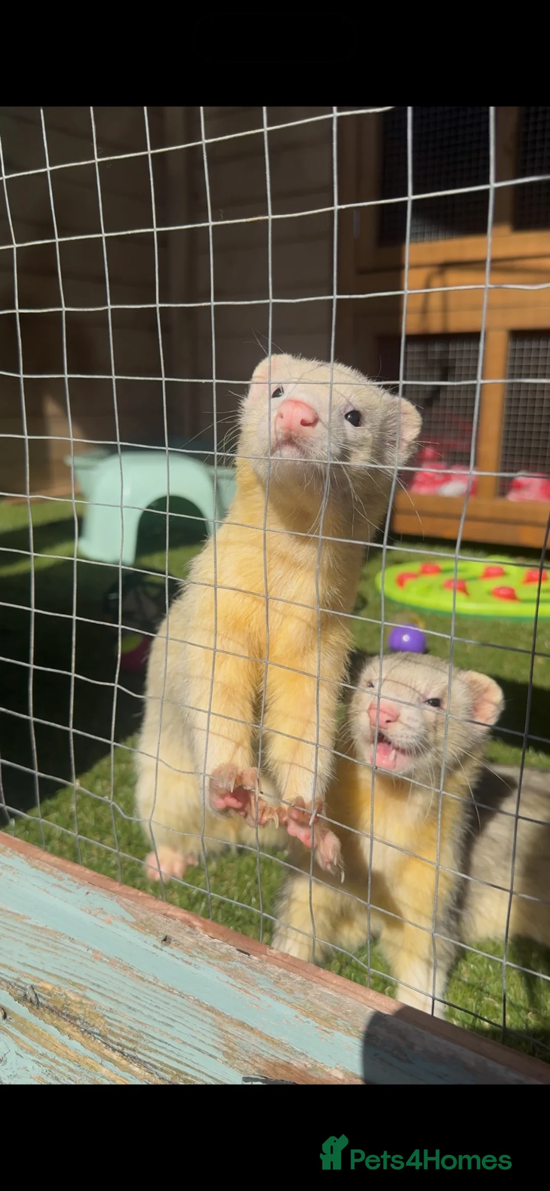 Ferret rodents for sale: Ferret Kits Due Soon - Advert 1