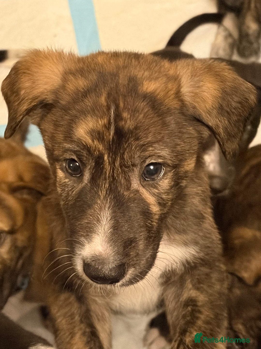 Mixed Breed dogs for sale: 8 beautiful pups for sale - Advert 38