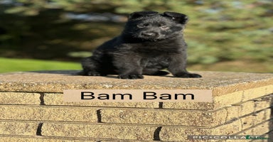 German Shepherd dogs - Advert 2