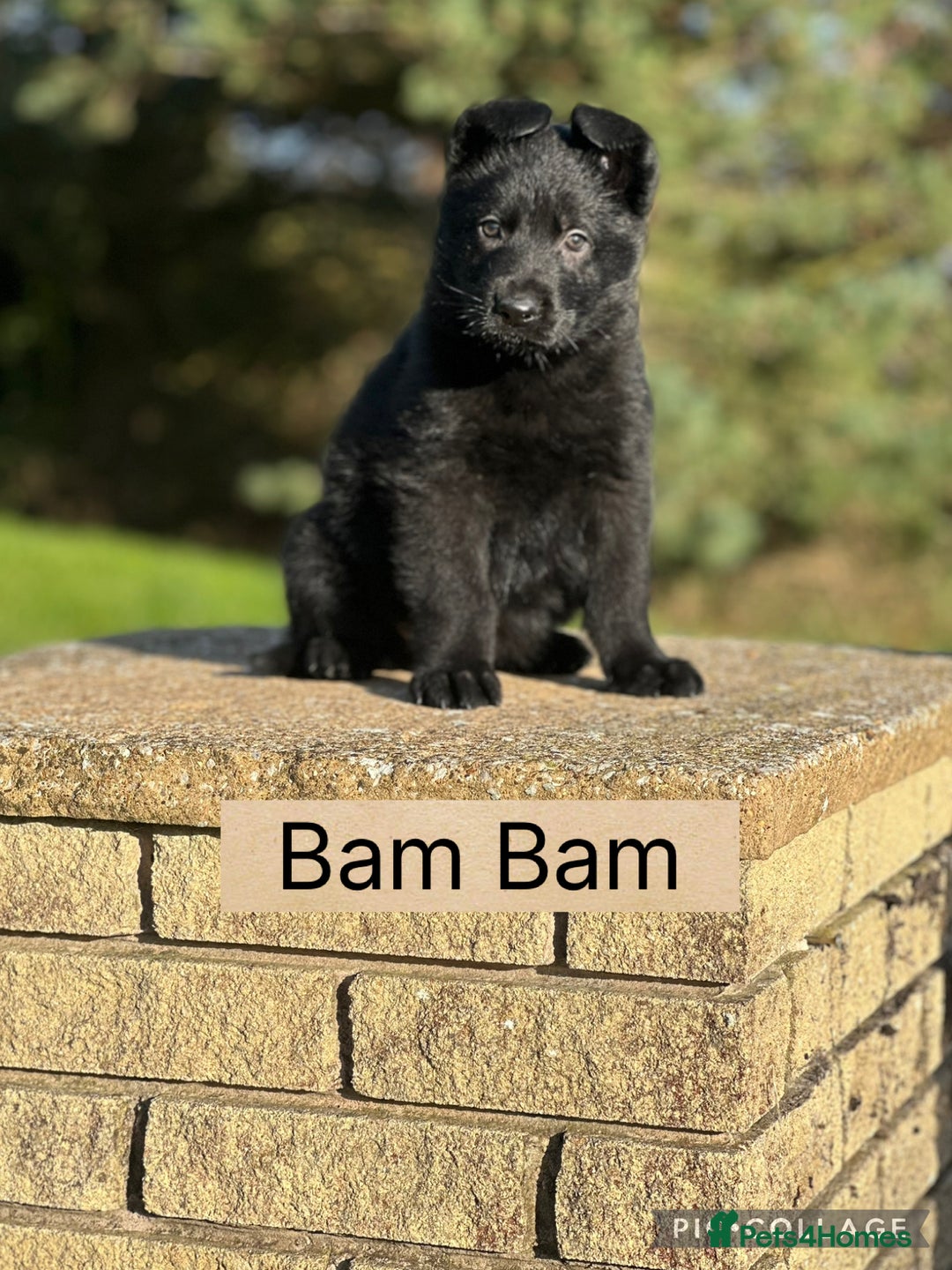 German Shepherd dogs for sale: German Shepherd Puppies  - Image 2