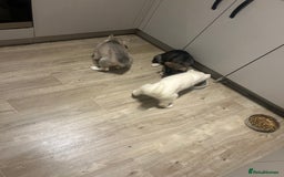 Siberian Husky dogs for sale: 3 x Siberian husky puppies  - Image 18