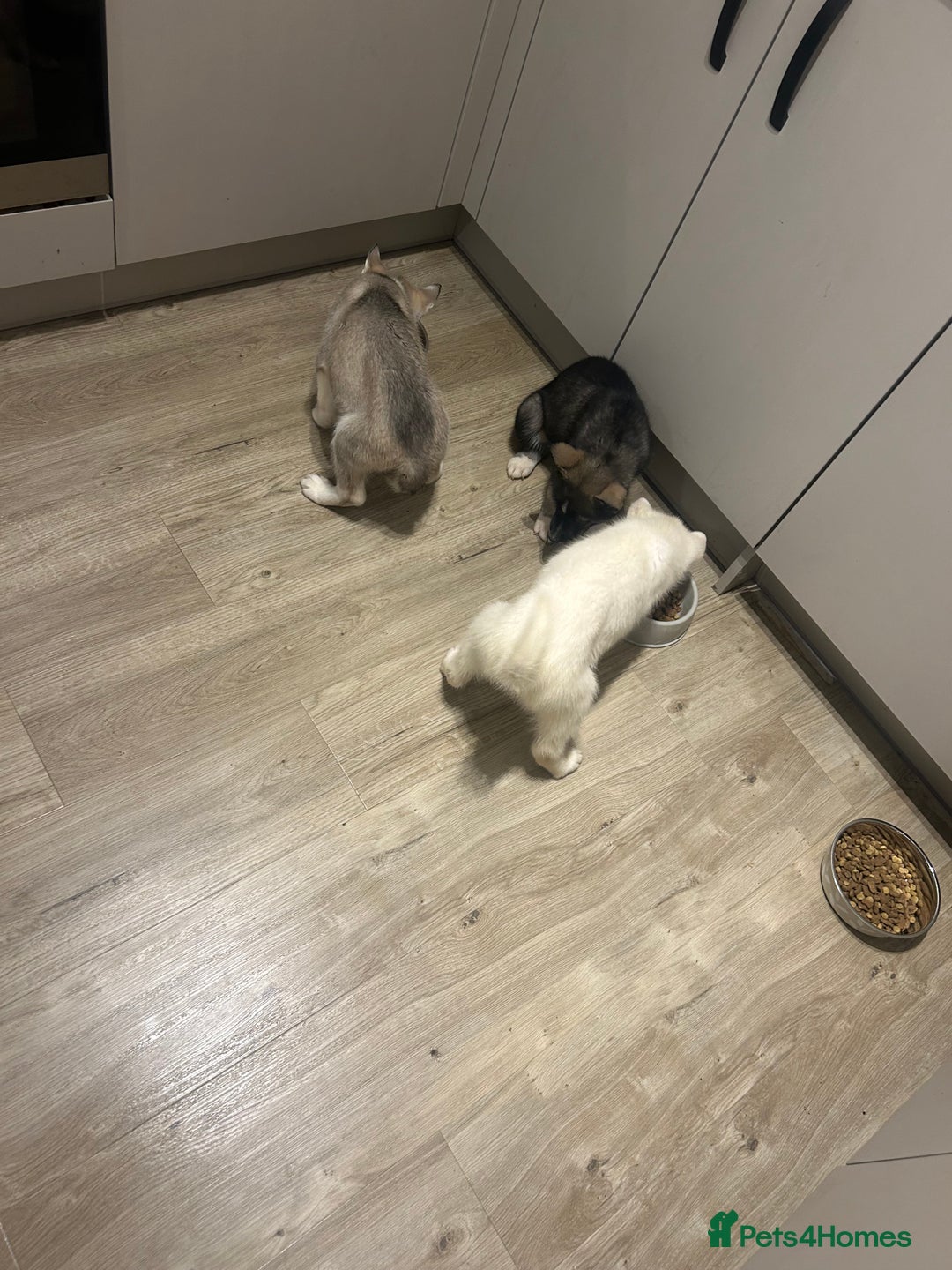 Siberian Husky dogs for sale: 3 x Siberian husky puppies  - Image 18