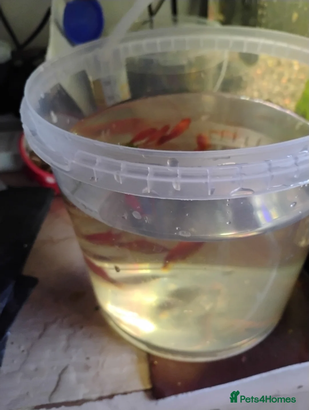 Mollies fish for sale: Mollies/a few platys maybe in Bromyard - Advert 2