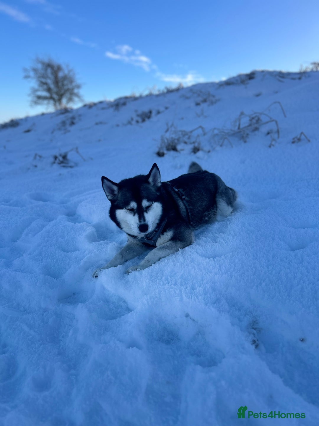 Pomsky dogs for sale: Pomsky - Image 3