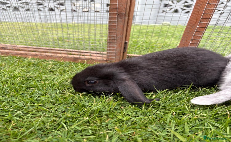 Mini Lop rabbits - Advert 11