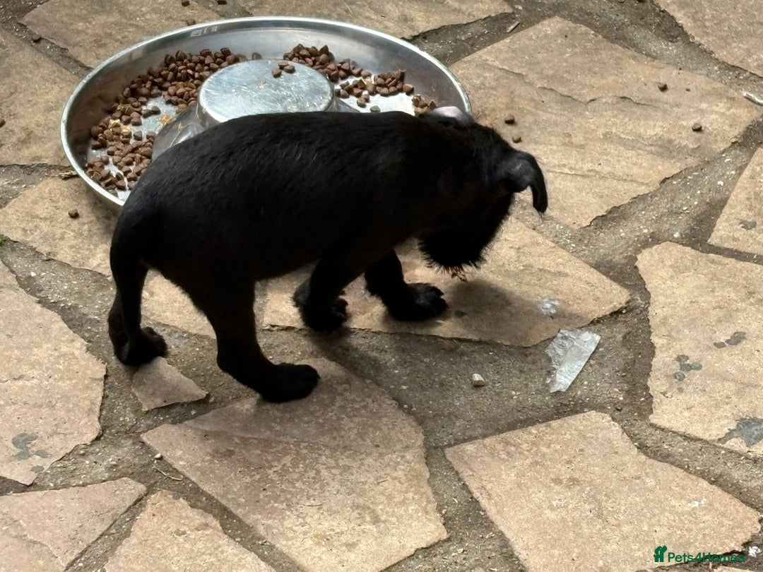 Mixed Breed dogs for sale: Working Lakeland x Patterdale  - Image 22