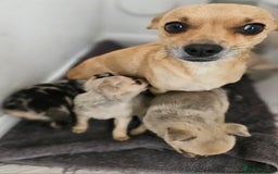Pomchi dogs for sale: Wonderful pomchi puppies  - Image 9