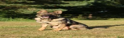 German Shepherd dogs for sale: Beautiful Trained Sable German Shepherd - Advert 9