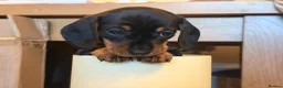 Miniature Dachshund dogs for sale: Miniature Dachshund Puppies - Advert 5