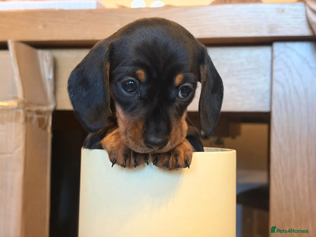 Miniature Dachshund dogs for sale: Miniature Dachshund Puppies - Advert 5