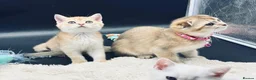 Scottish Fold cats for sale: TICA Registered Scottish Fold Kittens - Advert 9