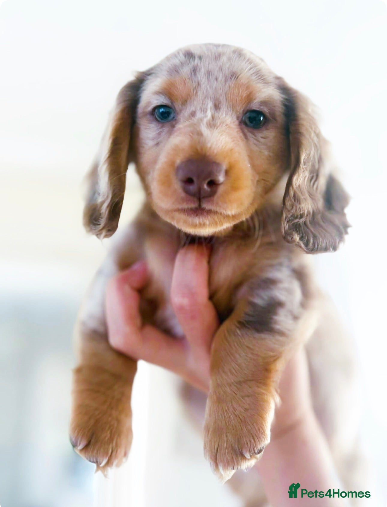 Miniature Dachshund dogs Beautiful rare miniature Daschunds. Pure 🧬  - Advert 6