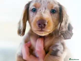 Miniature Dachshund dogs Beautiful rare miniature Daschunds. Pure 🧬 - Advert 6