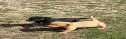 Labrador Retriever dogs for sale: 7 gorgeous kc Labrador puppies - Advert 12