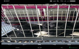 Cocker Spaniel dogs for sale: LAST BOY REMAINING REDUCED kc reg! Cocker spaniel - Image 15