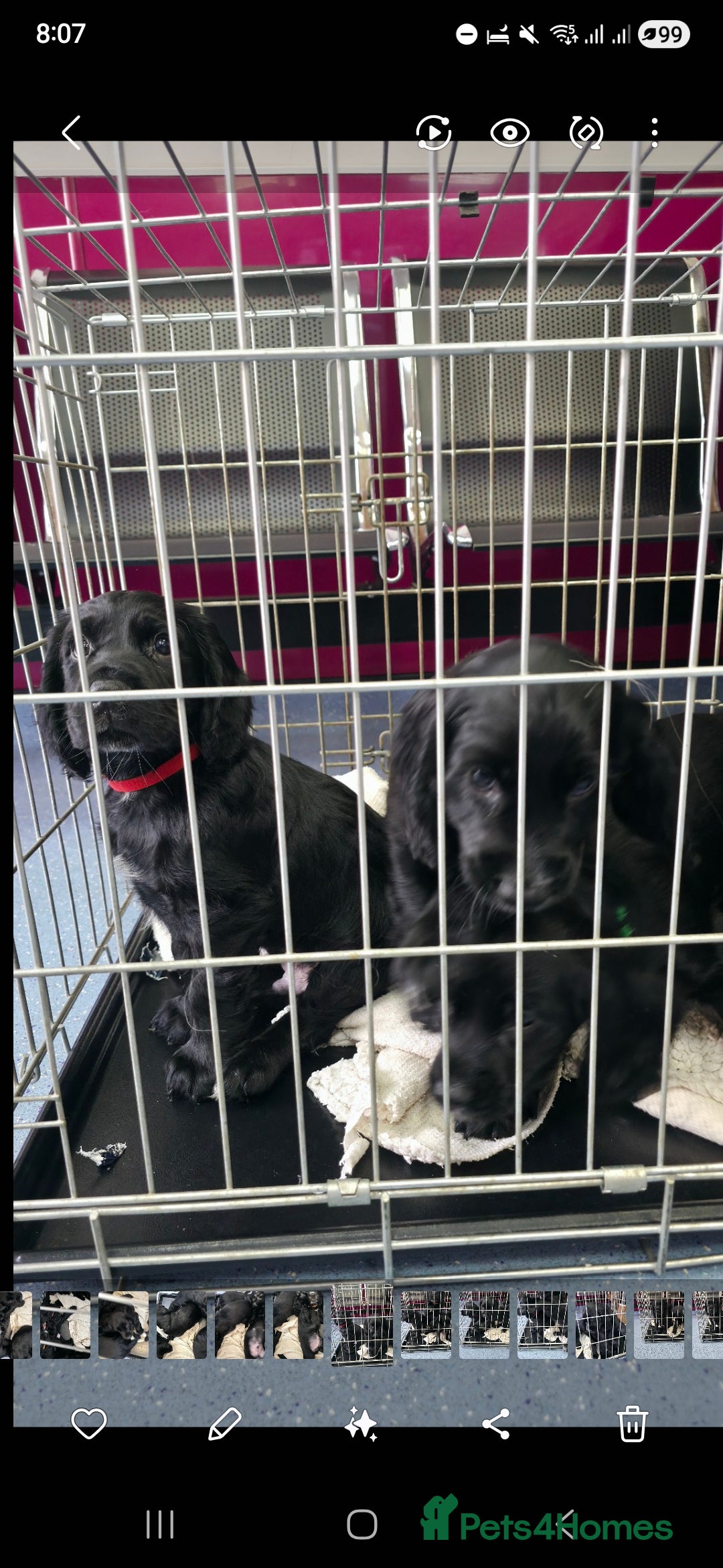 Cocker Spaniel dogs for sale: LAST BOY REMAINING REDUCED kc reg! Cocker spaniel - Image 15
