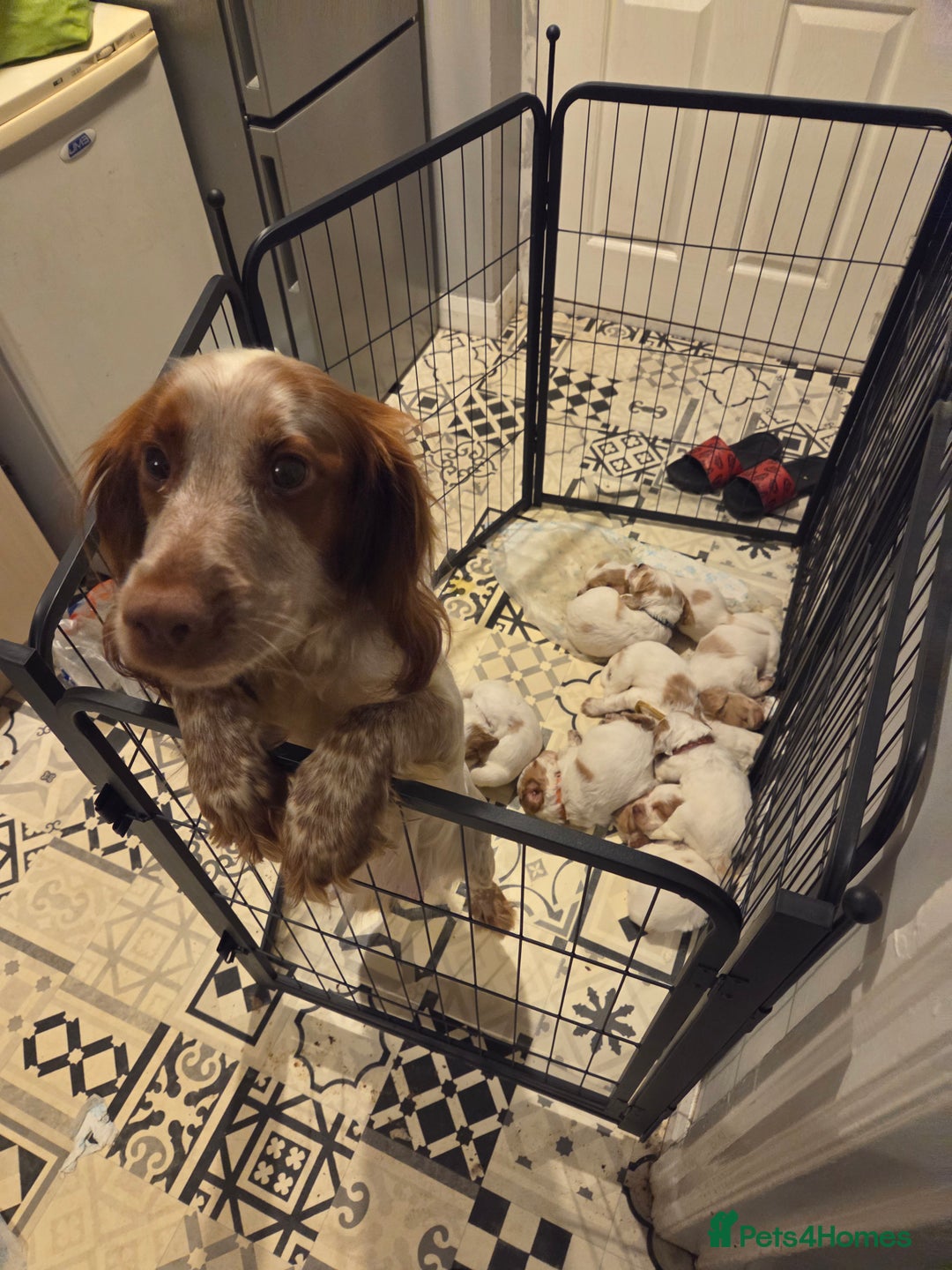 Cocker Spaniel dogs for sale: cocker spaniel puppies  - Advert 7