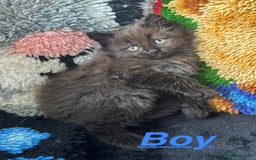 Ragdoll cats for sale: Stunning Ragdoll cross kittens - Image 6