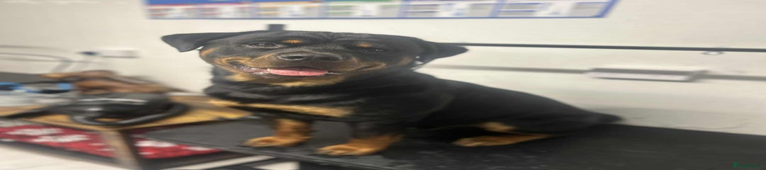 Rottweiler Puppy 1